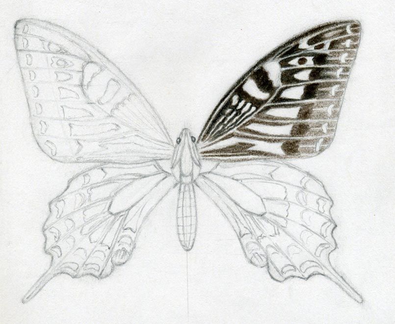 805x660 Butterfly Drawings In Color It Up With Colored Pencils - Butterfly Drawings With Color