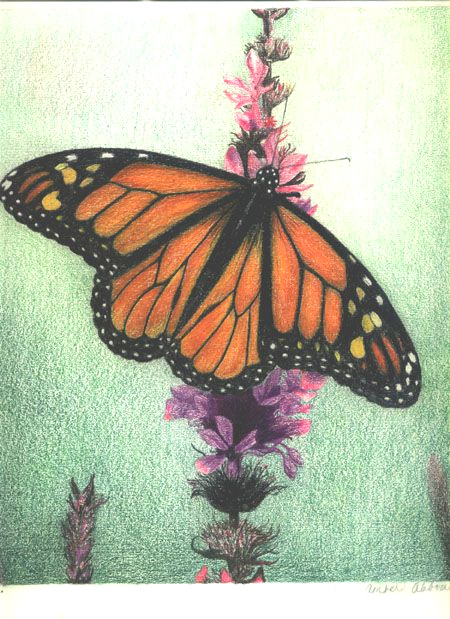 450x619 Butterfly Drawings With Color Easy Monarch Butterfly Colored - Butterfly Drawings With Color