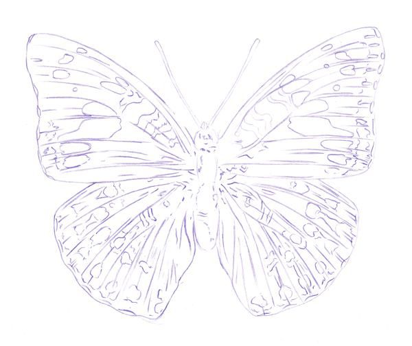 600x504 How To Draw A Butterfly - Butterfly Drawings With Color