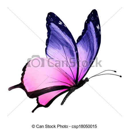 450x447 Butterfly Drawings - Butterfly Drawings With Color