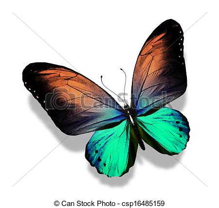 450x428 Huge Collection Of 'butterfly Drawing Color' Download More Than - Butterfly Drawings With Color