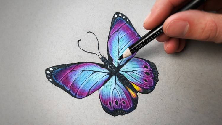 750x422 The Colored Pencil Drawing Course - Butterfly Drawings With Color