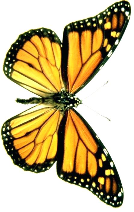 445x702 Butterfly Drawings With Color Simple Pencil Drawing Collection - Butterfly Drawings With Color