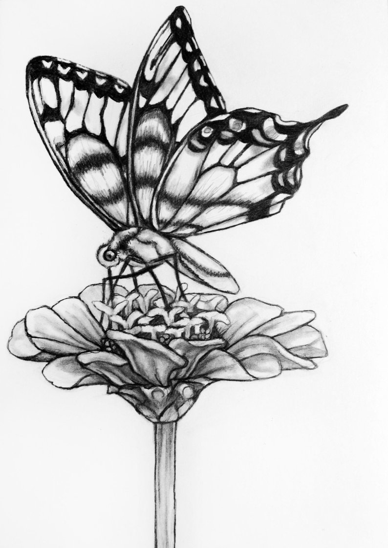794x1121 Original Butterfly Flower Pencil Drawing Butterfly Etsy - Butterfly Flower Drawing