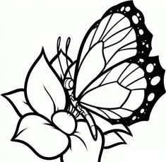 235x229 How To Draw A Butterfly On A Flower, Butterfly And Flower Step - Butterfly Flower Drawing