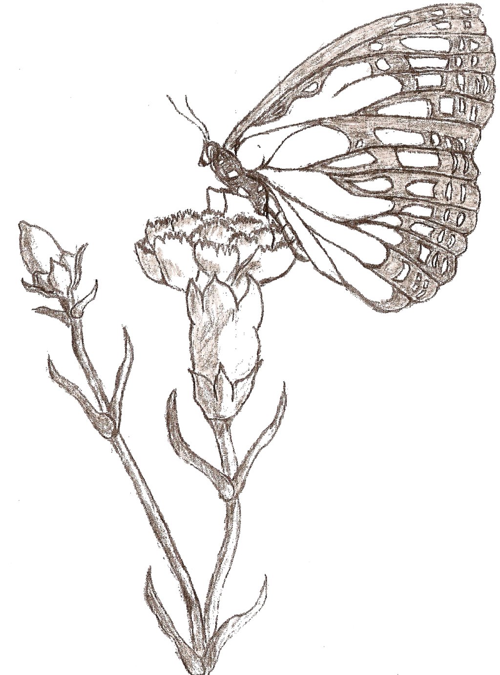 Featured image of post Sketch Butterfly On Flower Drawing - Download and use them in your website, document or presentation.