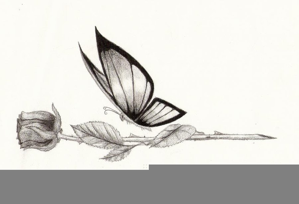 600x410 Butterfly Flying Drawings Free Images - Butterfly Flying Drawing