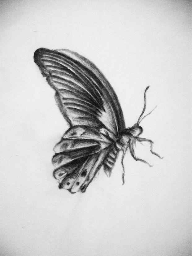 620x827 Butterfly Drawings, Art Ideas Design Trends - Butterfly Flying Drawing