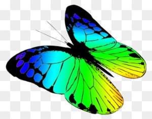 300x235 A Flying Butterfly - Butterfly Flying Drawing