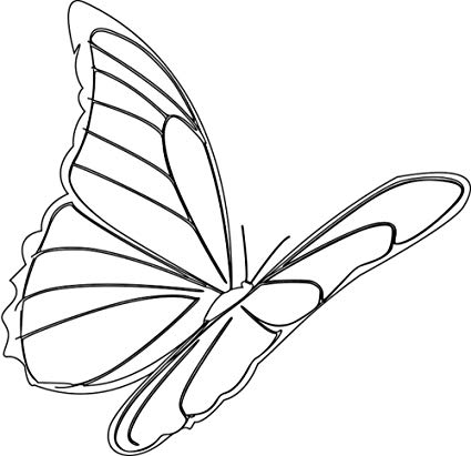 425x411 gifts delight laminated inches poster butterfly - Butterfly Flying Drawing