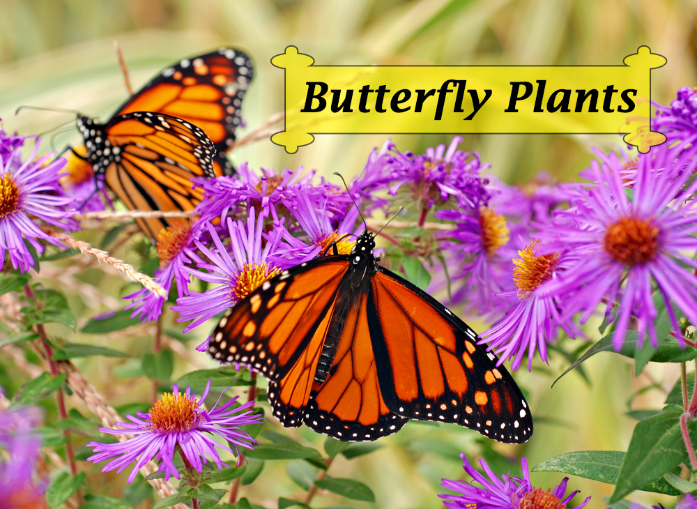 1000x730 butterfly plants list butterfly flowers and host plant ideas - Butterfly In Garden Drawing