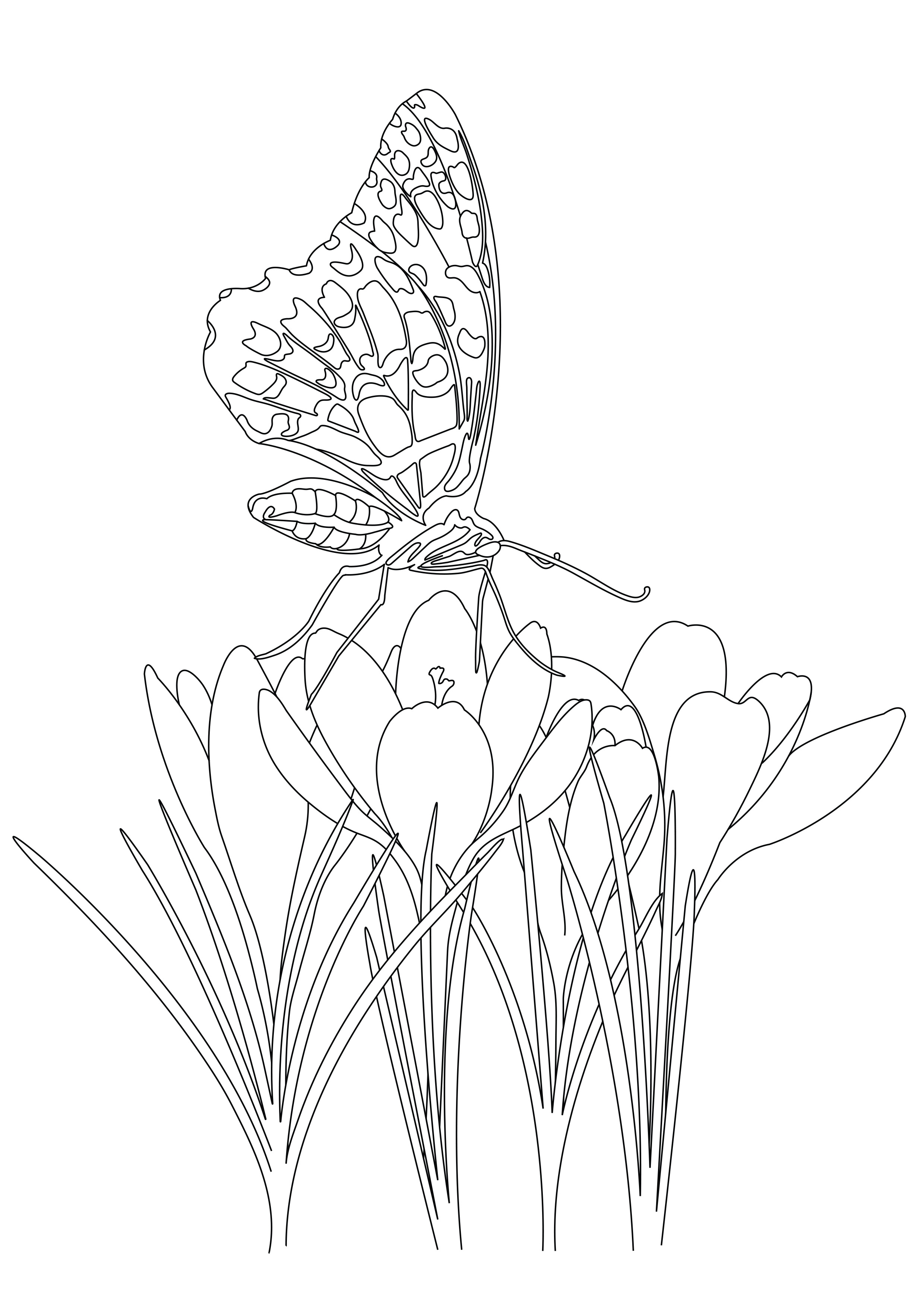 2480x3508 Butterfly On Flowers - Butterfly In Garden Drawing
