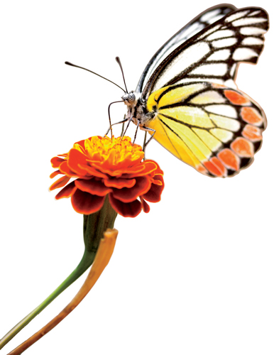 386x500 Rules Of Attraction - Butterfly In Garden Drawing