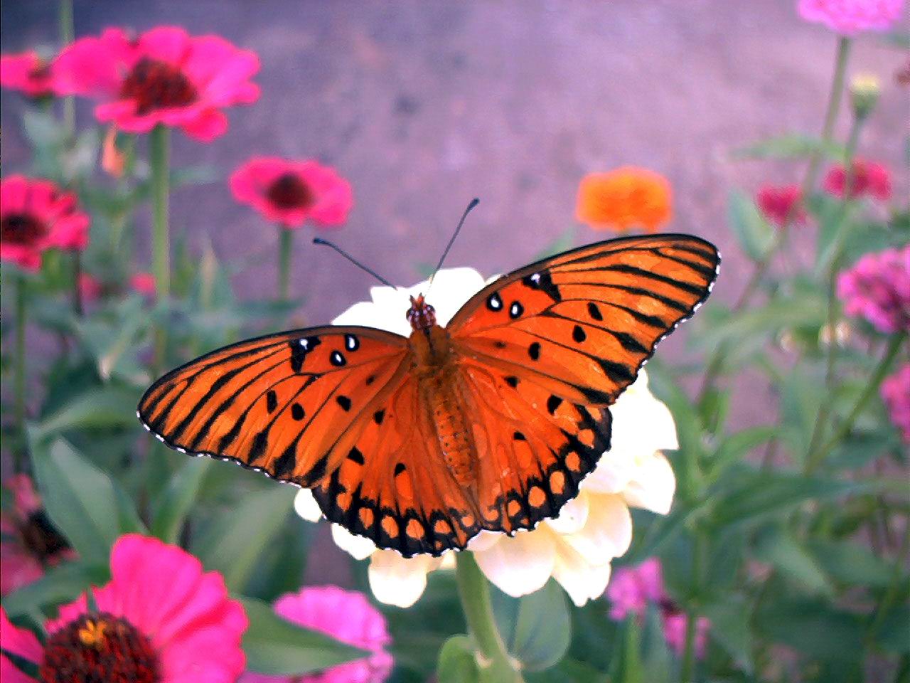 1280x960 The Good Life - Butterfly In Garden Drawing