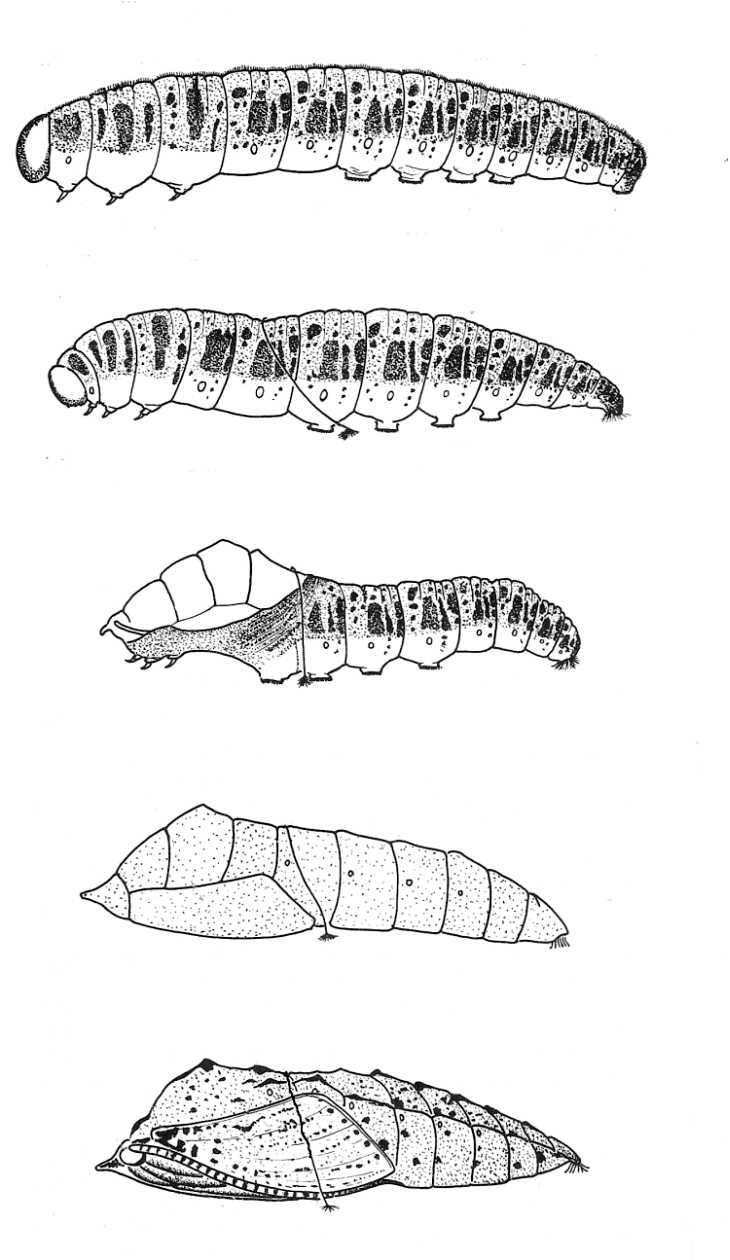 730x1260 Butterfly Life Cycle Caterpillars Good Resource - Butterfly Life Cycle Drawing