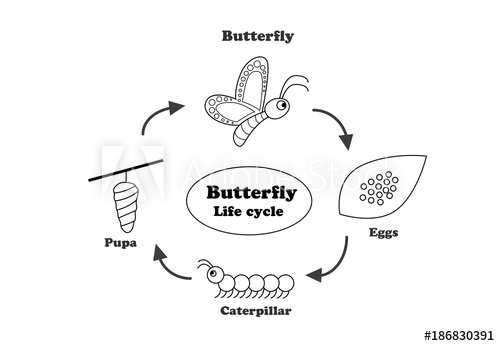 500x346 Butterfly Life Cycle In Outline Style, Vector - Butterfly Life Cycle Drawing