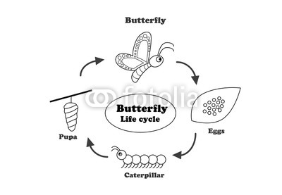 400x277 Butterfly Life Cycle In Outline Style, Vector Buy Photos Ap - Butterfly Life Cycle Drawing