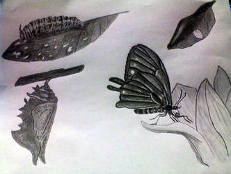 332x250 Drawing Butterfly Life Cycle Pencil - Butterfly Life Cycle Drawing