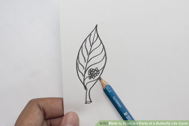 728x485 How To Draw The Parts Of A Butterfly Life Cycle Steps - Butterfly Life Cycle Drawing