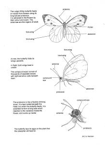 218x300 Biology Insect Life Cycles, Information Drawings - Butterfly Life Cycle Drawing