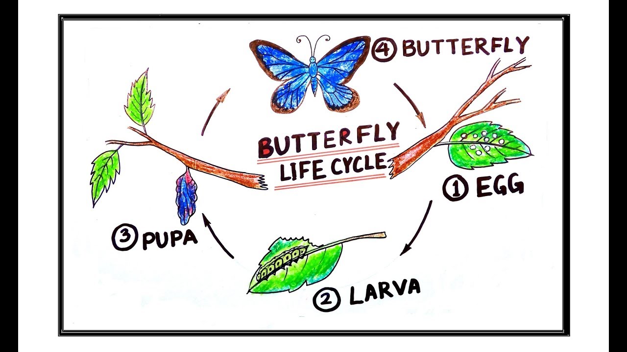 1280x720 How To Draw - Butterfly Life Cycle Drawing