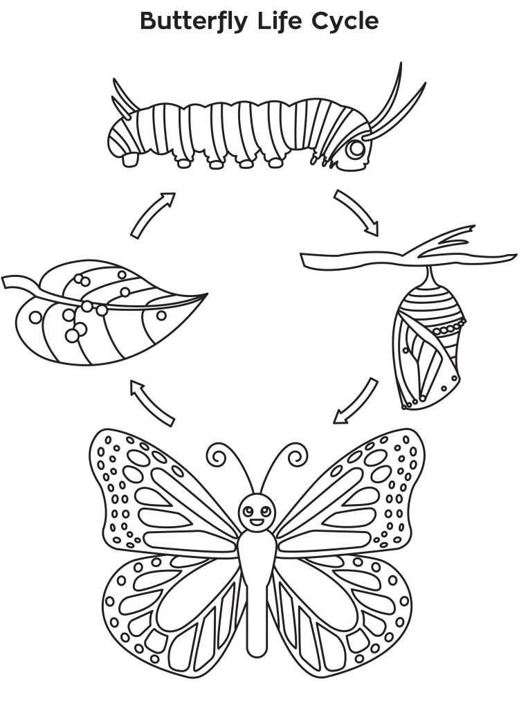 Butterfly Life Cycle Drawing At PaintingValley Explore Collection Butterfly Life Cycle Drawing At PaintingValley Explore Collection