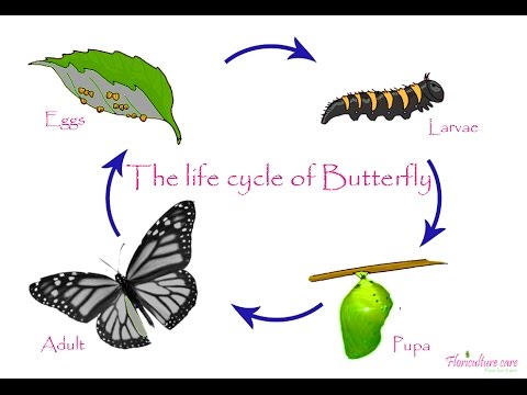 480x360 Life Cycle Of Butterfly - Butterfly Life Cycle Drawing