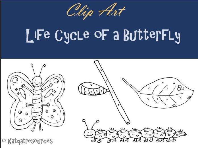 697x522 Life Cycle Of A Butterfly - Butterfly Life Cycle Drawing