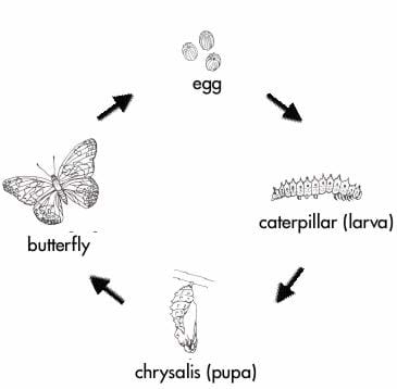365x358 Life Cycles - Butterfly Life Cycle Drawing