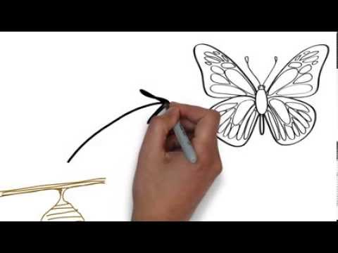 480x360 Life Cycle Of A Butterfly - Butterfly Life Cycle Drawing