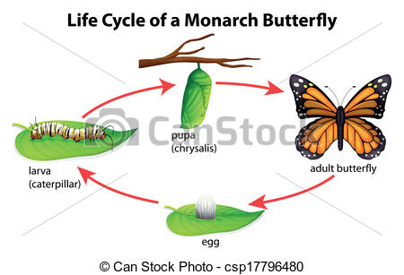 450x307 Monarch Butterfly Illustration Showing The Life Cycle Of Monarchs - Butterfly Life Cycle Drawing