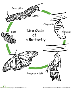 250x313 The Life Cycle Of A Butterfly Lesson Plan - Butterfly Life Cycle Drawing
