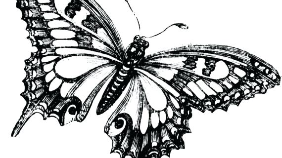 570x320 Drawing Butterflies How To Draw A Butterfly Step Drawing - Butterfly Line Drawing