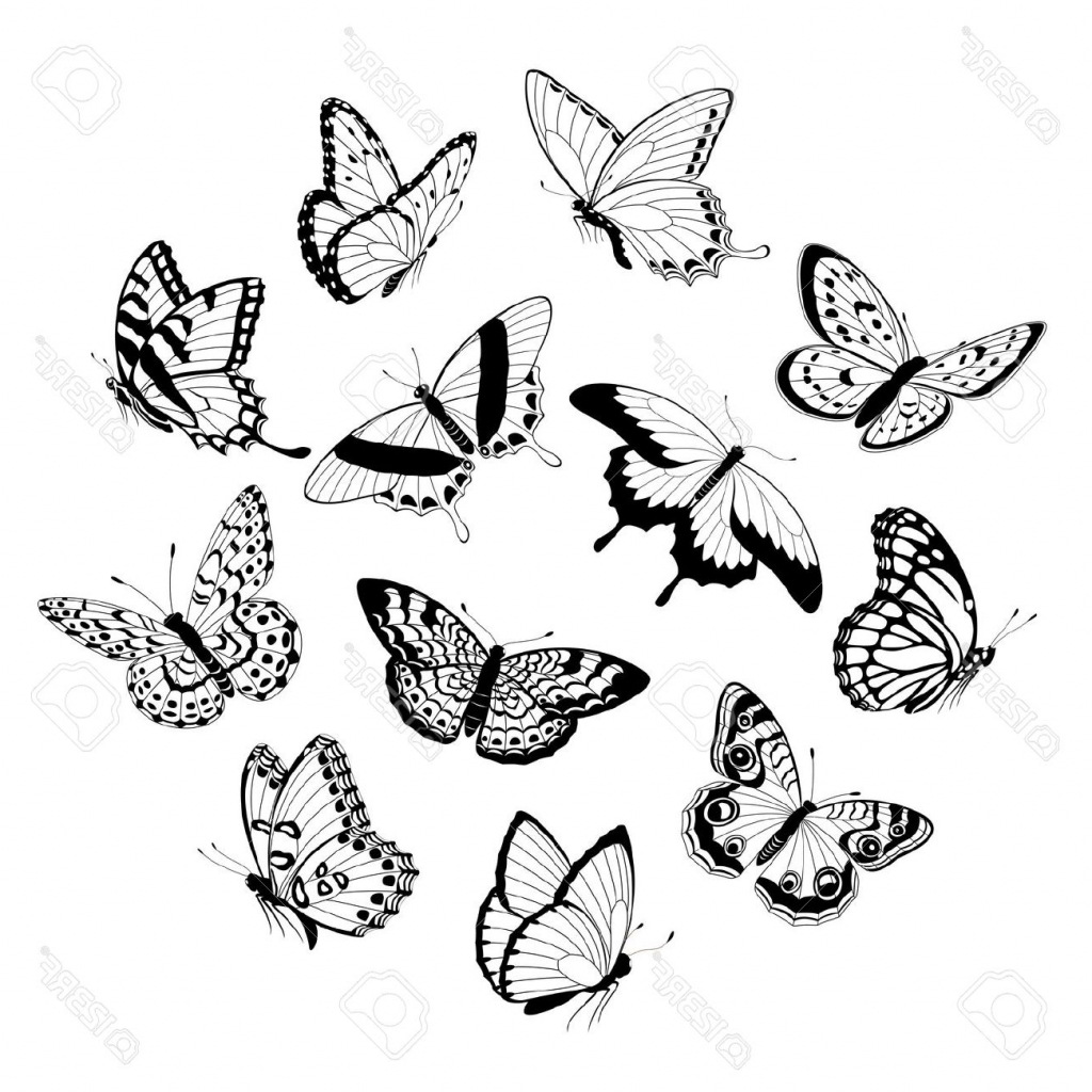 1024x1024 Now Drawing Butterfly Pictures Full Hd Pencil Line Images - Butterfly Line Drawing