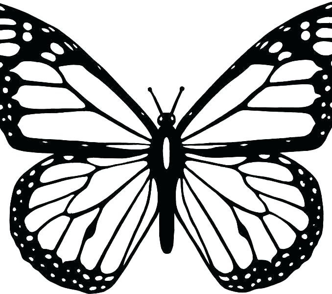 Featured image of post Butterfly Line Drawing Outline / One continuous line drawing elegant.