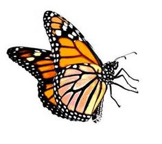 236x210 Monarch Butterfly Line Drawing - Butterfly Line Drawing