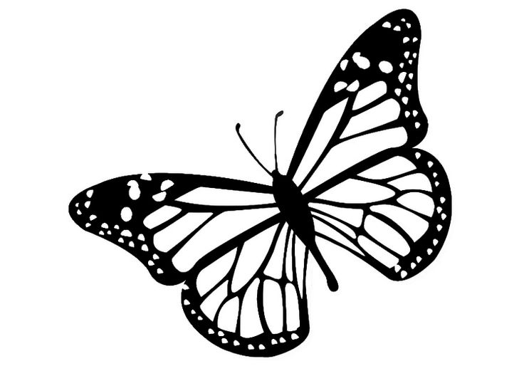 736x521 Butterfly Clipart Line Drawing - Butterfly Line Drawing
