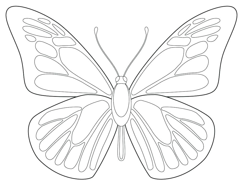 1012x766 outline of a butterfly printable butterflies outline blue - Butterfly Line Drawing Images
