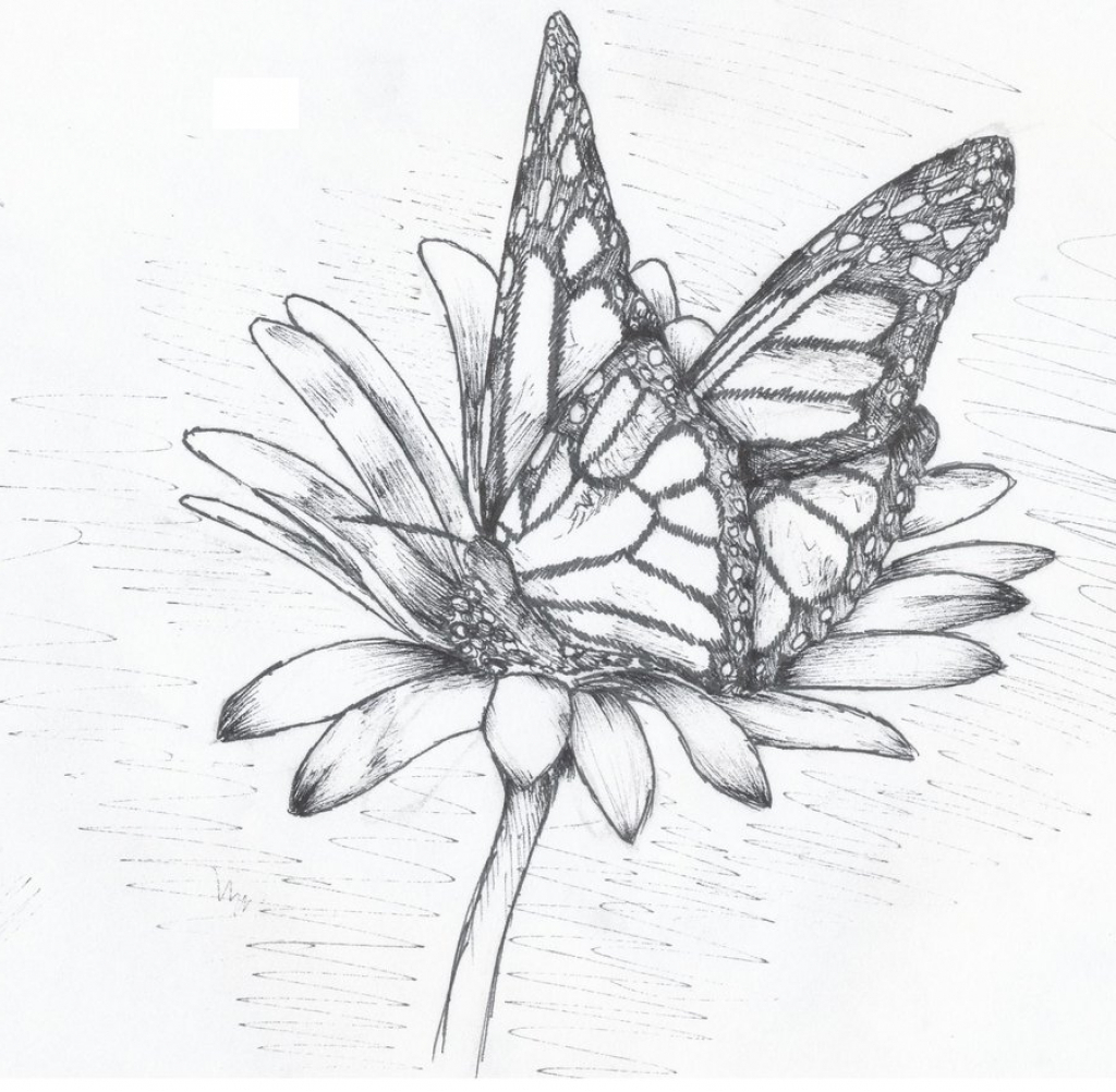 1024x1002 Simple Butterflies Drawings Butterfly Line Drawing At Getdrawings - Butterfly Line Drawing Images