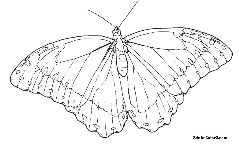 781x481 Simple Butterfly Coloring Sheets Butterfly Coloring - Butterfly Line Drawing Images