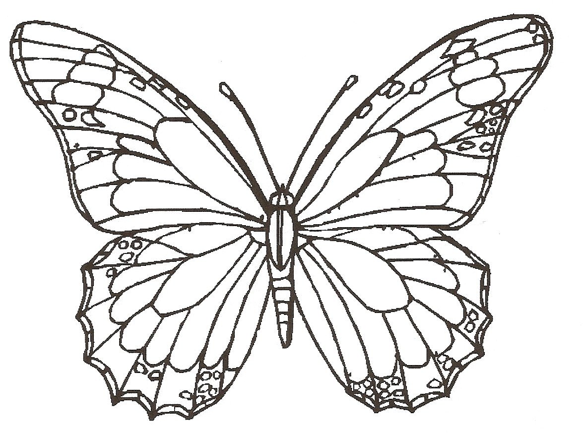 1175x875 Butterfly Drawing Images Easy Butterfly Cute Card Simple S - Butterfly Line Drawing Images