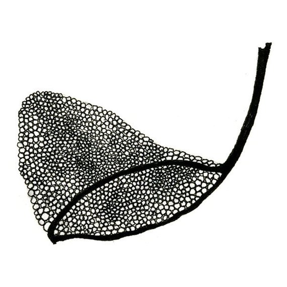 570x570 butterfly net, black and white artist print, limited edition - Butterfly Net Drawing