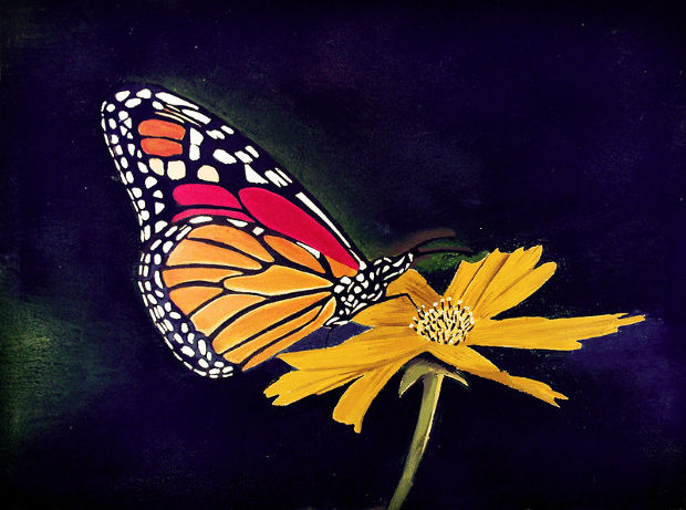 Butterfly On Flower Drawing