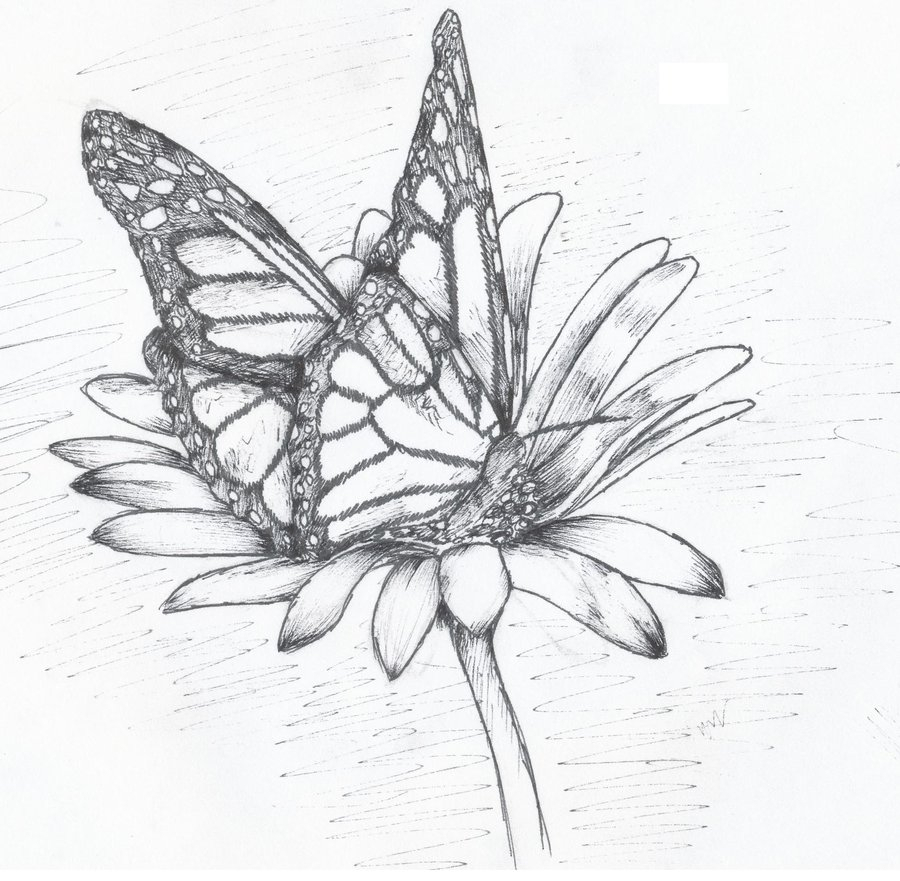 900x881 Collection Of 'butterfly And Flower Drawing' Download More Than - Butterfly On Flower Drawing