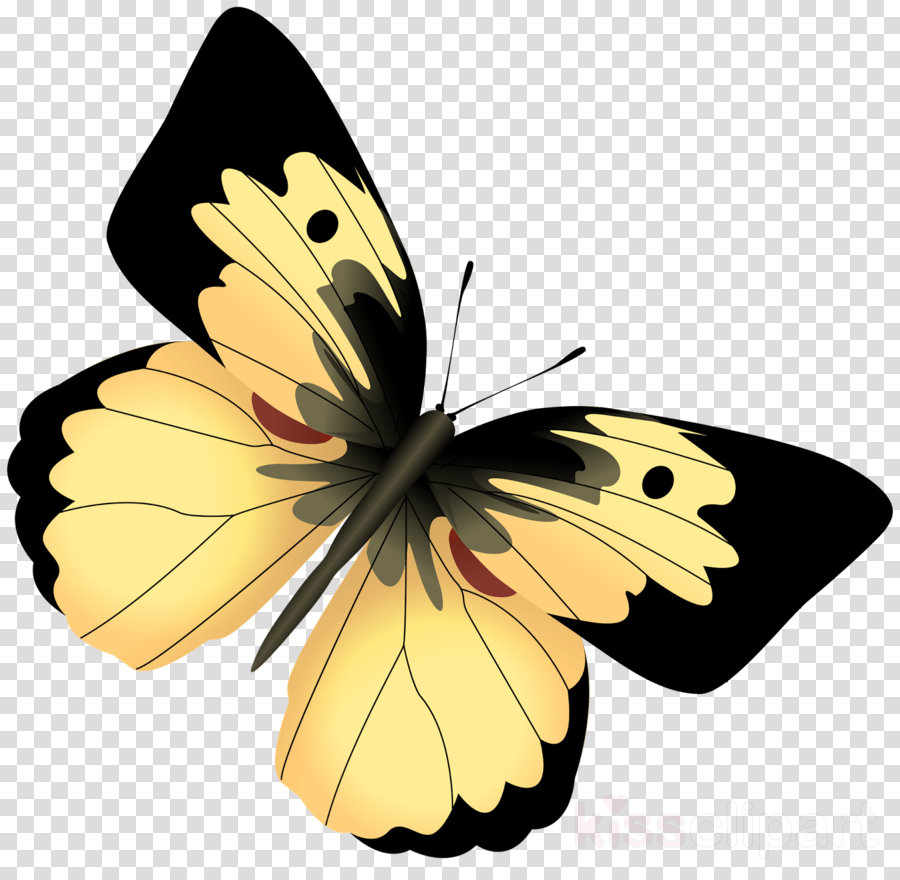 900x880 Drawing, Butterfly, Flower, Transparent Png Image Clipart Free - Butterfly On Flower Drawing