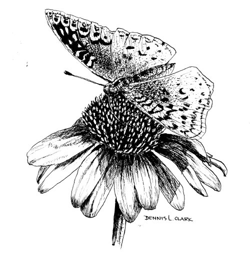 500x511 How To Draw A Butterfly On A Flower In Pen And Ink - Butterfly On Flower Drawing