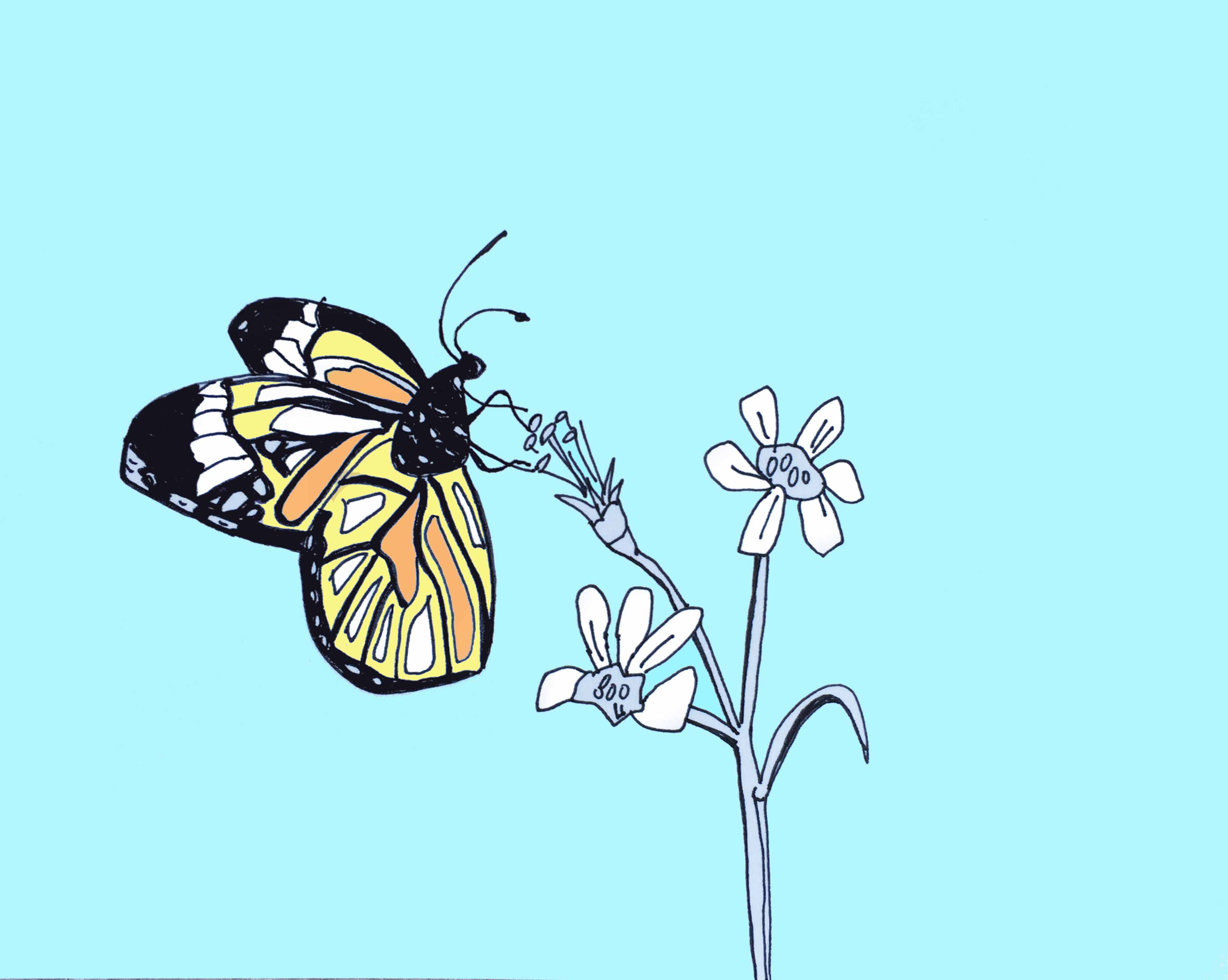 3600x2874 Butterfly Archives - Butterfly On Flower Drawing