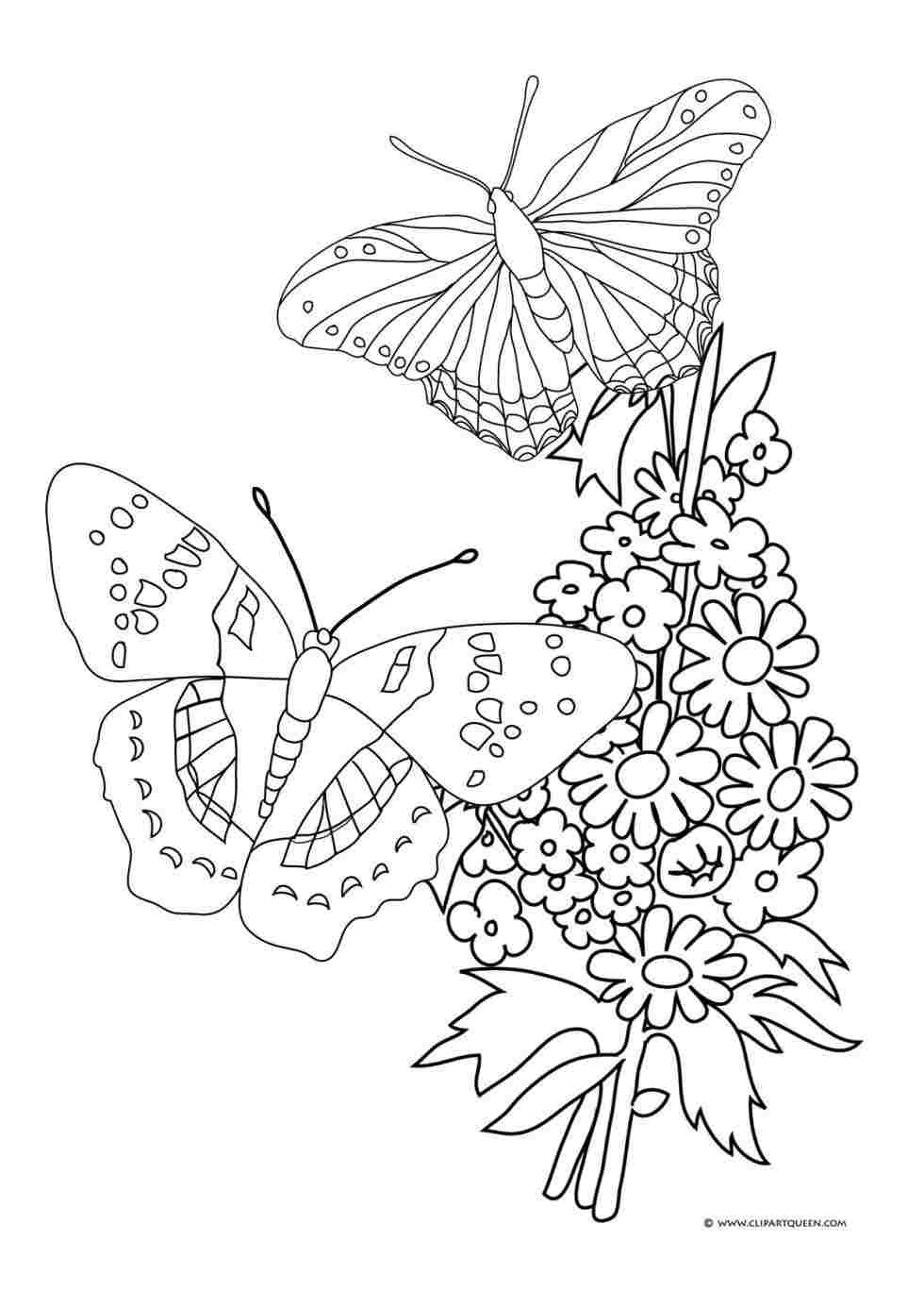 Butterfly On Flower Drawing at PaintingValley.com | Explore collection ...