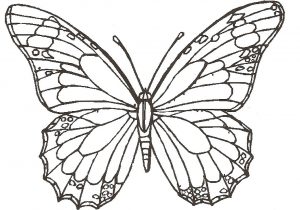 300x210 Drawing A Butterfly How To Draw Butterfly, Rose Flower, Lady Bug - Butterfly On Rose Drawing