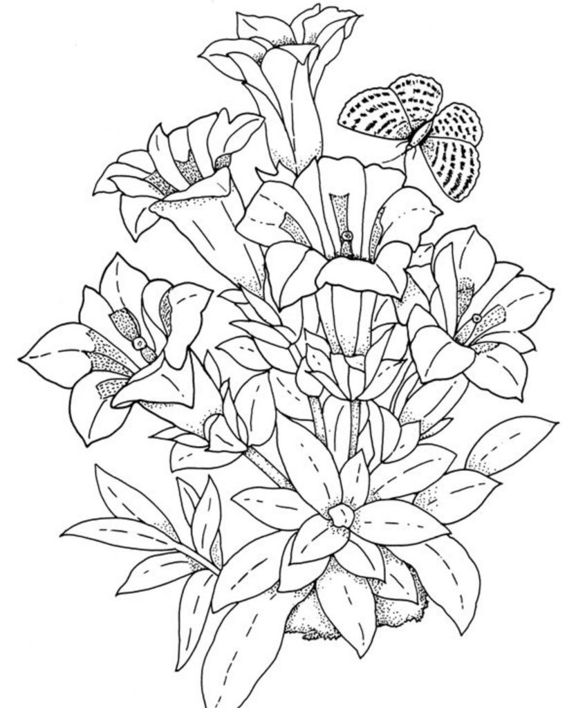 833x1024 Flower Butterfly Rose Drawings Outlines - Butterfly On Rose Drawing